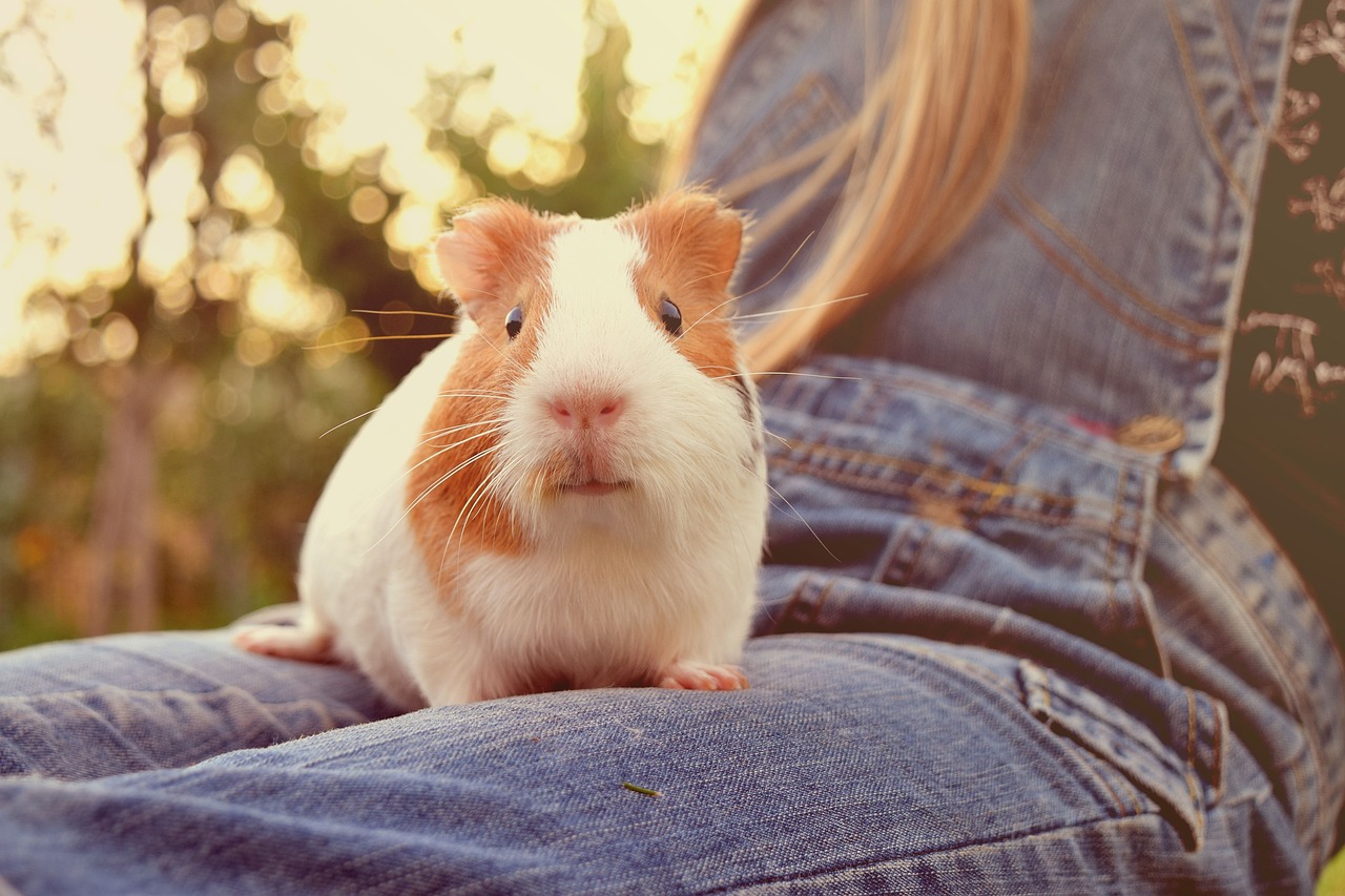 guinea-pig-animal-1692144