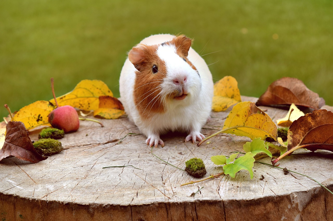 guinea-pig-cute-funny-1702972