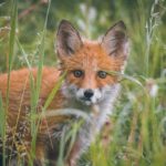 A young red fox peeking through grass in the wild, Krasnoyarsk Krai, Russia.