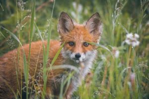 A young red fox peeking through grass in the wild, Krasnoyarsk Krai, Russia.