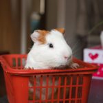 animal, pets, guinea pig, nature, close-up