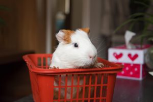 animal, pets, guinea pig, nature, close-up