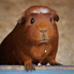 mammal, nature, cute, portrait, animal, guinea pig, house guinea pigs