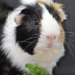 guinea pig, cute, animal, rodent, nature, house guinea pig, domestic animal, mammal, fur, house guinea pigs, view, dear, small animal, animal portrait