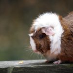 animal, guinea pig, pet, cute, rodent, nature, fur, furry, abyssinian, cavy, piggy