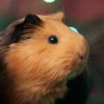 brown and white guinea pig