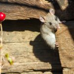 gray mouse on brown wooden surface
