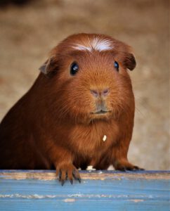 mammal, nature, cute, portrait, animal, guinea pig, house guinea pigs
